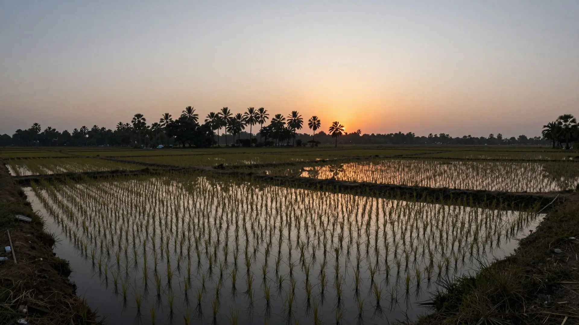 Ilustração: campos de arroz em West Bengal